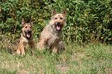 BOUVIER DES ARDENNES 435